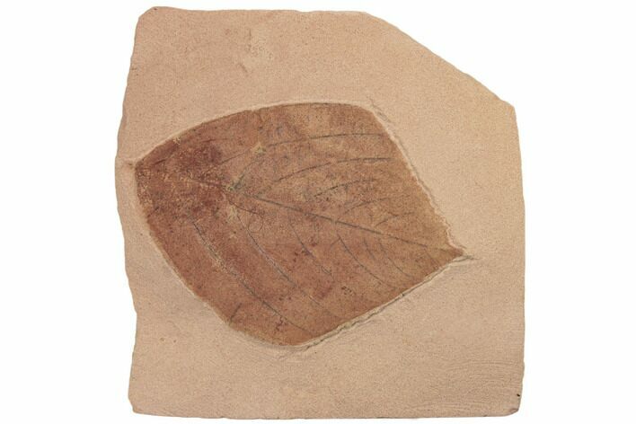 Red Fossil Hickory Leaf (Carya) - Montana #188939